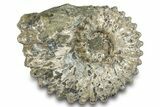 Bumpy Ammonite (Douvilleiceras) Fossil - Madagascar #277167-1